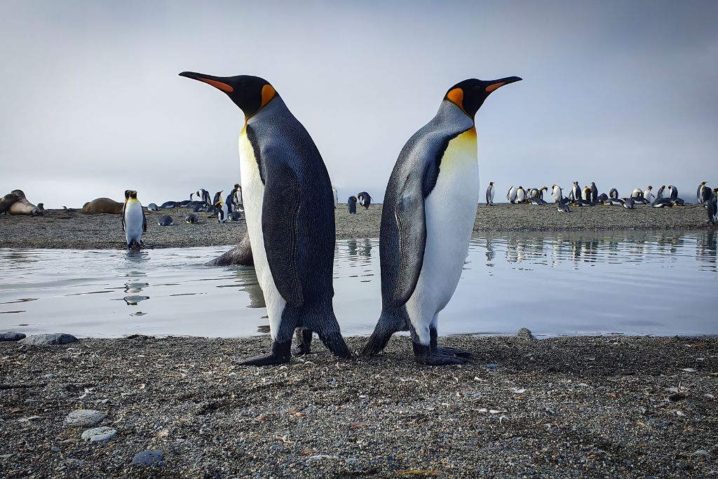Two penguins standing back to back, symbolising distance or disconnection in a relationship