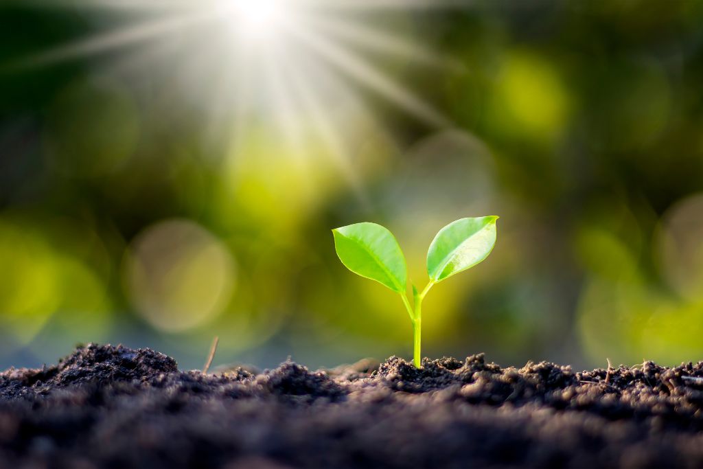 Close-up of a small green seedling emerging from soil in bright sunlight, symbolising rapid growth and transformation through EMDR Intensives at Vivamus in Dubai