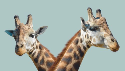 Two giraffes facing opposite directions representing couples counselling and relationship support at Vivamus psychology clinic Dubai