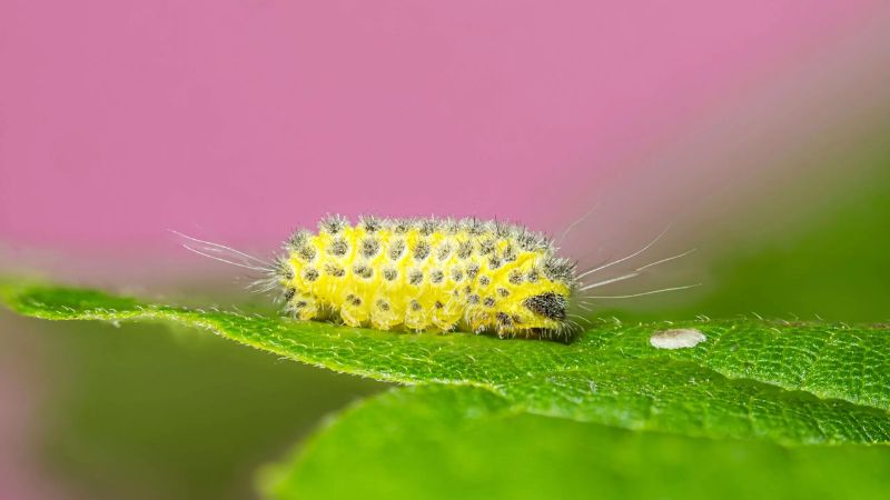 Yellow caterpillar on a leaf symbolising personal transformation and growth