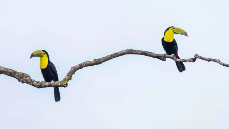 Two birds on a branch representing relationship dynamics in couples therapy